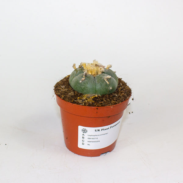 Lophophora williamsii 8.5cm H12cm