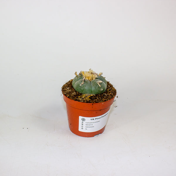Lophophora williamsii 8.5cm H12cm