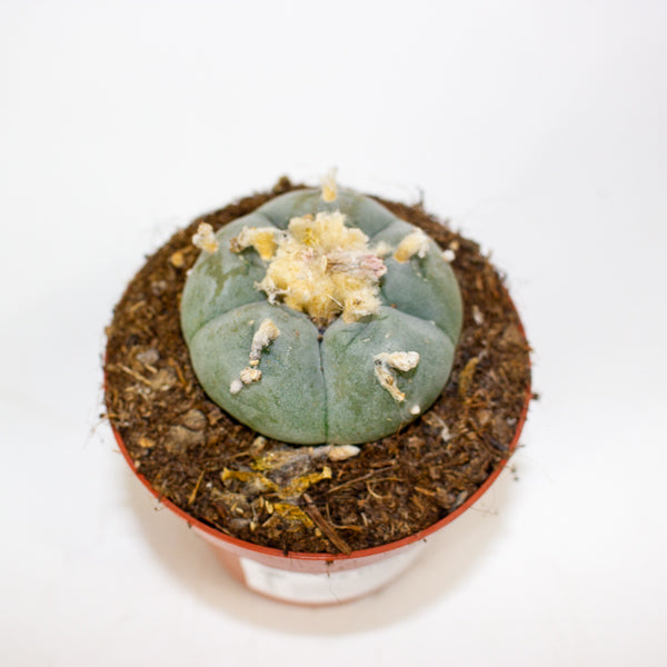 Lophophora williamsii 8.5cm H12cm