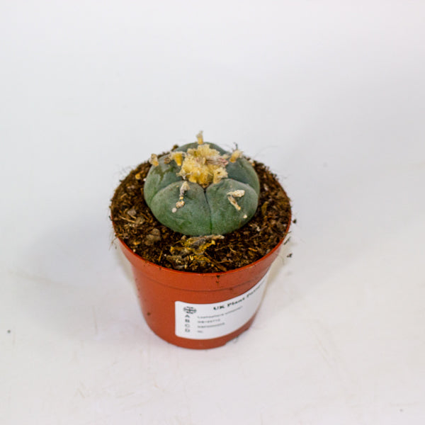 Lophophora williamsii 8.5cm H12cm
