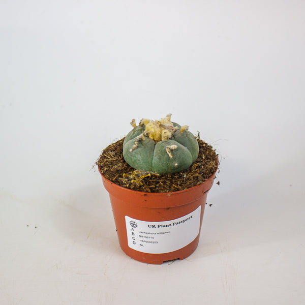 Lophophora williamsii 8.5cm H12cm