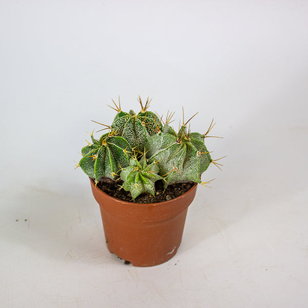 Astrophytum Ornatum (Group) 8.5cm H15cm