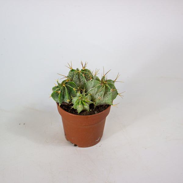Astrophytum Ornatum (Group) 8.5cm H15cm