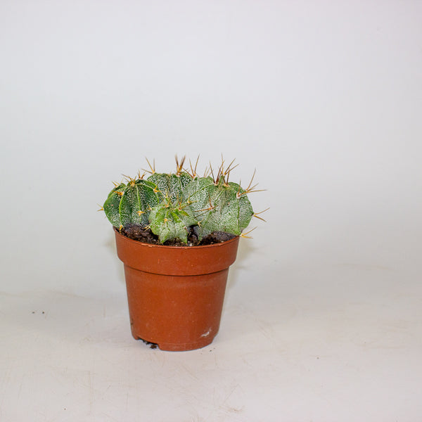 Astrophytum Ornatum (Group) 8.5cm H15cm