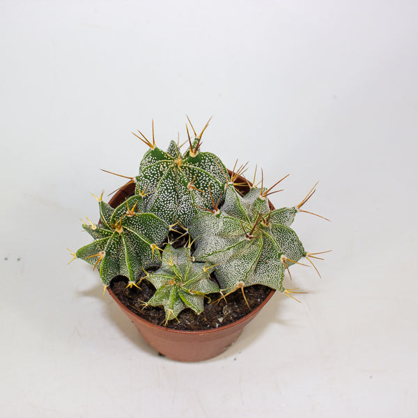 Astrophytum Ornatum (Group) 8.5cm H15cm