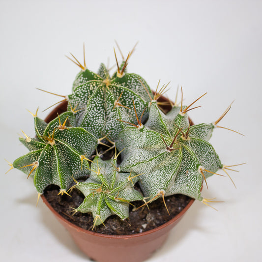 Astrophytum Ornatum (Group) 8.5cm H15cm