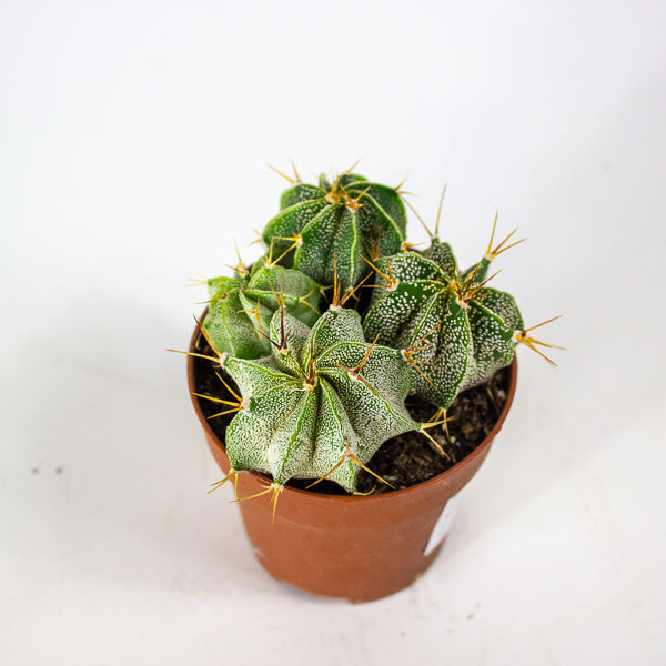 Astrophytum Ornatum (Group) 8.5cm H15cm
