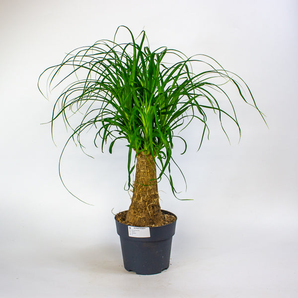 Beaucarnea recurvata 17cm H60cm
