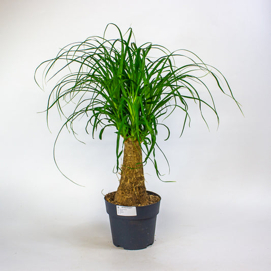 Beaucarnea recurvata 17cm H60cm