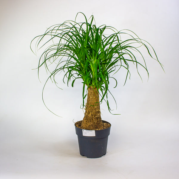 Beaucarnea recurvata 17cm H60cm