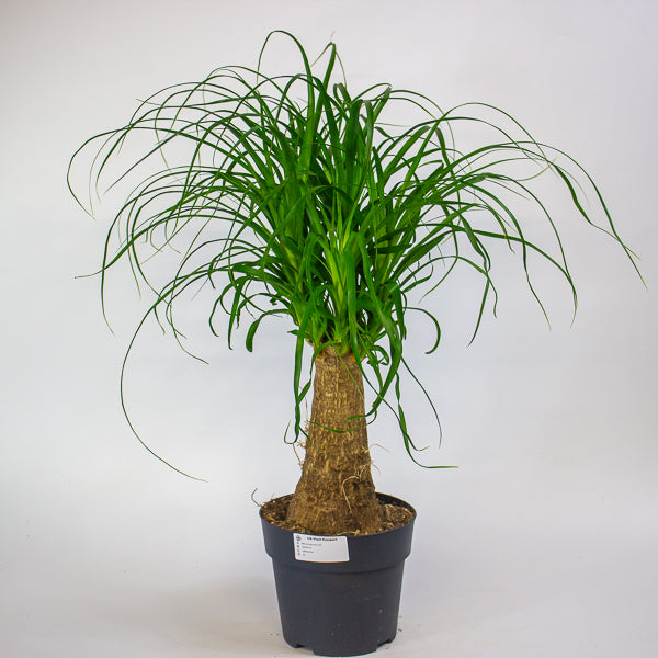 Beaucarnea recurvata 17cm H60cm