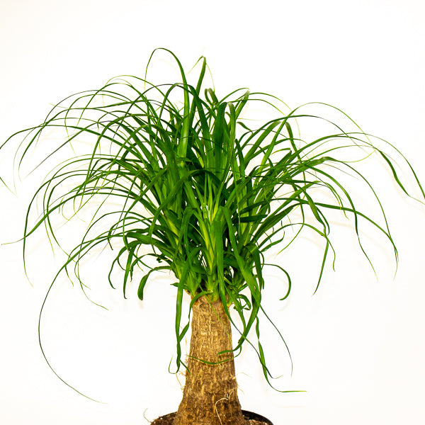 Beaucarnea recurvata 17cm H60cm
