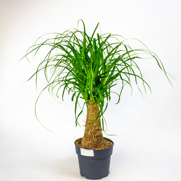 Beaucarnea recurvata 17cm H60cm