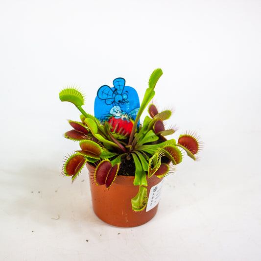 Dionaea Muscipula 8.5cm H10cm
