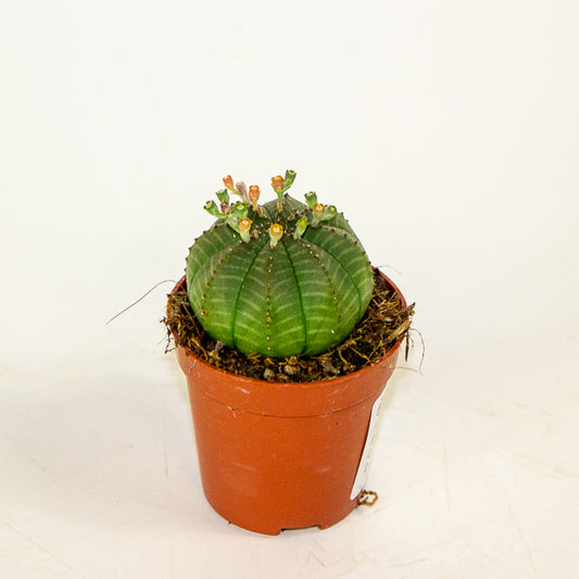 Euphorbia obesa 5.5cm H8cm