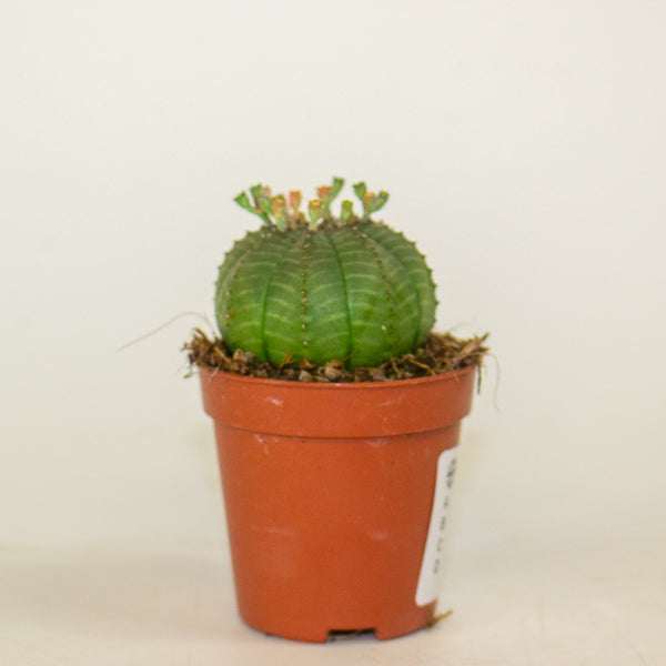Euphorbia obesa 5.5cm H8cm