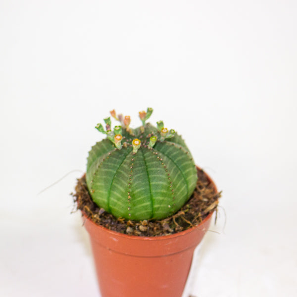 Euphorbia obesa 5.5cm H8cm
