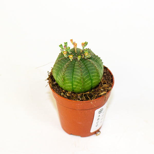 Euphorbia obesa 5.5cm H8cm