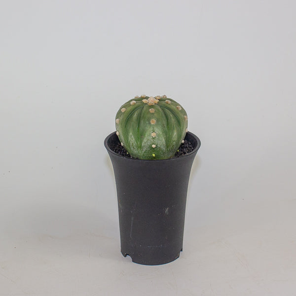 Astrophytum Asterias Fukuryu XL 10cm H16cm