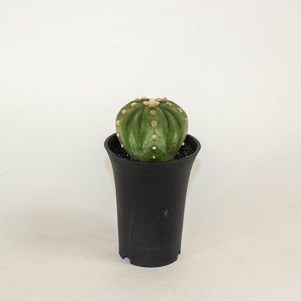 Astrophytum Asterias Fukuryu XL 10cm H16cm