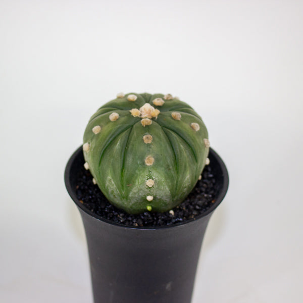 Astrophytum Asterias Fukuryu XL 10cm H16cm