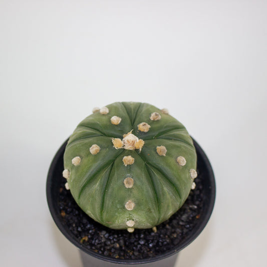 Astrophytum Asterias Fukuryu XL 10cm H16cm
