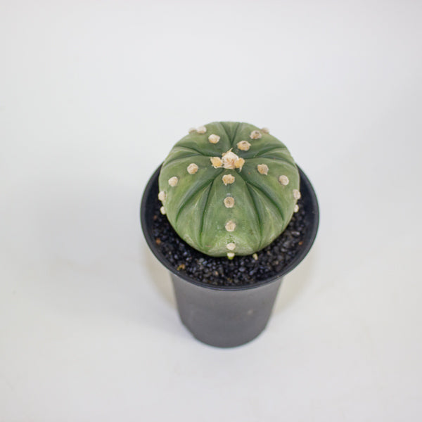 Astrophytum Asterias Fukuryu XL 10cm H16cm