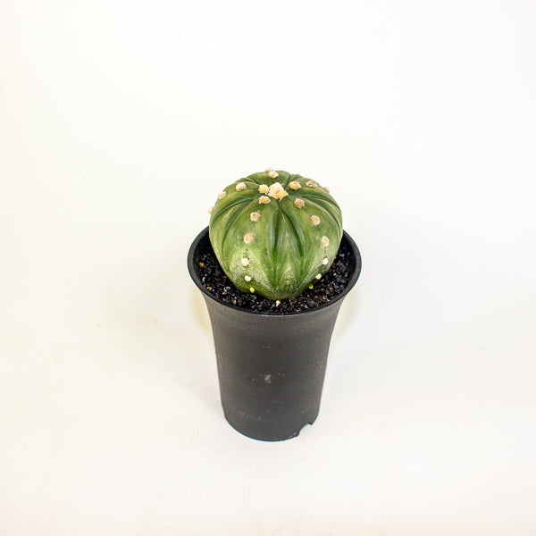 Astrophytum Asterias Fukuryu XL 10cm H16cm