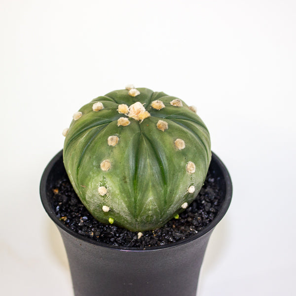 Astrophytum Asterias Fukuryu XL 10cm H16cm
