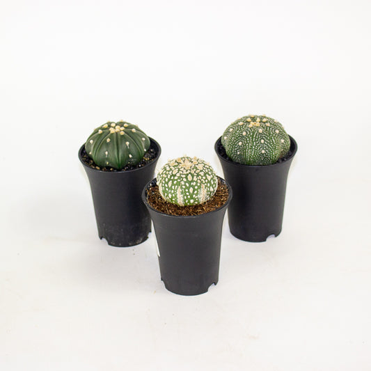Astrophytum Asterias 7.5cm H12cm