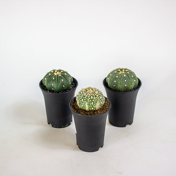 Astrophytum Asterias 7.5cm H12cm