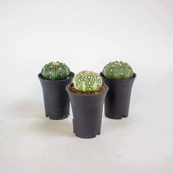 Astrophytum Asterias 7.5cm H12cm