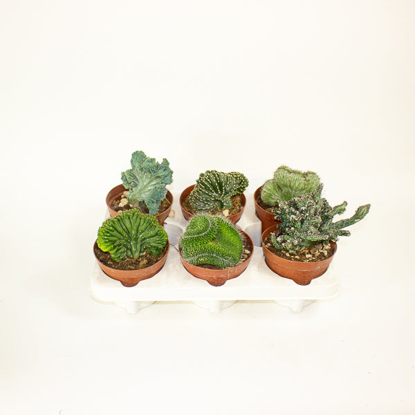 Euphorbia cristata mix 12cm H25cm