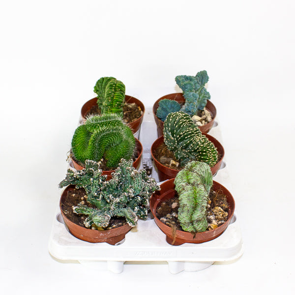 Euphorbia cristata mix 12cm H25cm