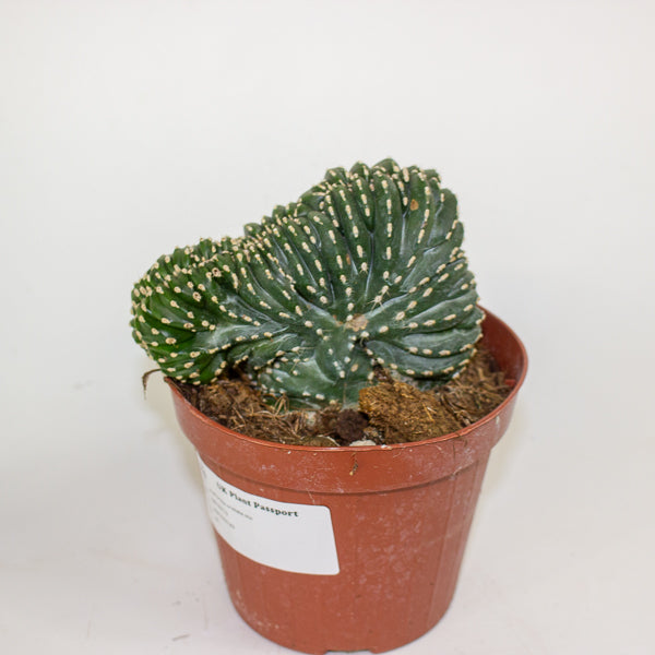 Euphorbia cristata mix 12cm H25cm