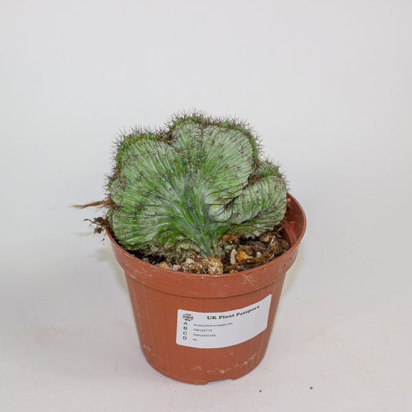 Euphorbia cristata mix 12cm H25cm