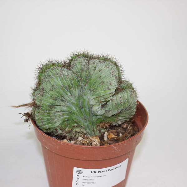 Euphorbia cristata mix 12cm H25cm