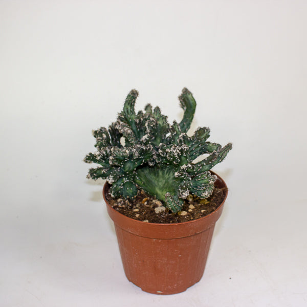 Euphorbia cristata mix 12cm H25cm
