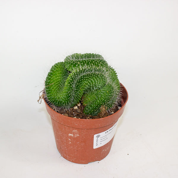 Euphorbia cristata mix 12cm H25cm