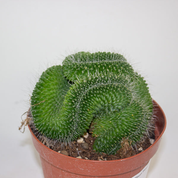 Euphorbia cristata mix 12cm H25cm