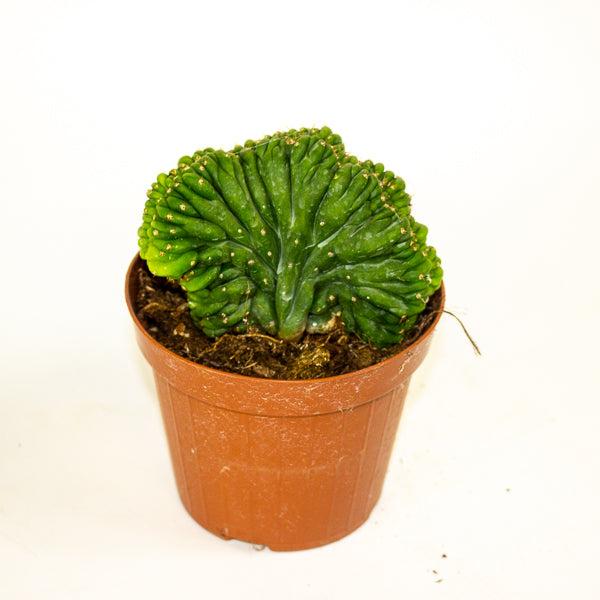 Euphorbia cristata mix 12cm H25cm
