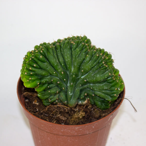 Euphorbia cristata mix 12cm H25cm
