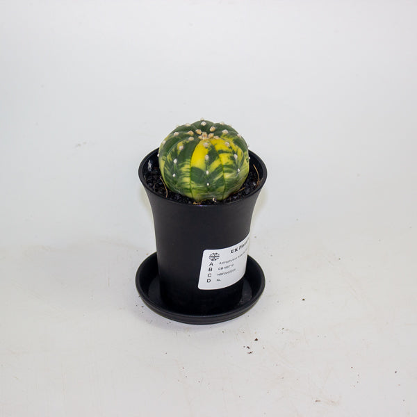 Astrophytum Asterias Variegated 7.5cm H12cm