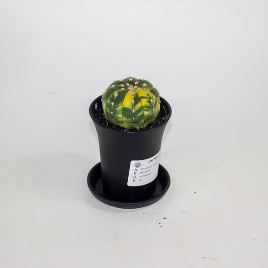 Astrophytum Asterias Variegated 7.5cm H12cm