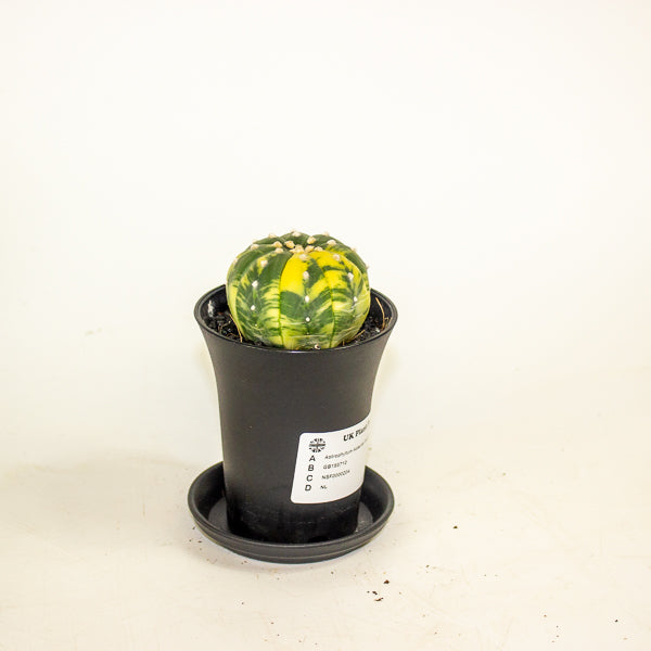 Astrophytum Asterias Variegated 7.5cm H12cm
