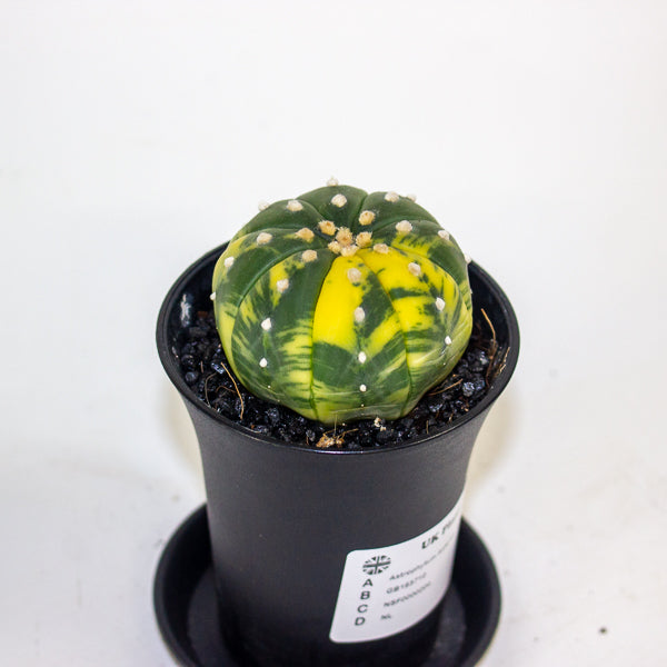Astrophytum Asterias Variegated 7.5cm H12cm