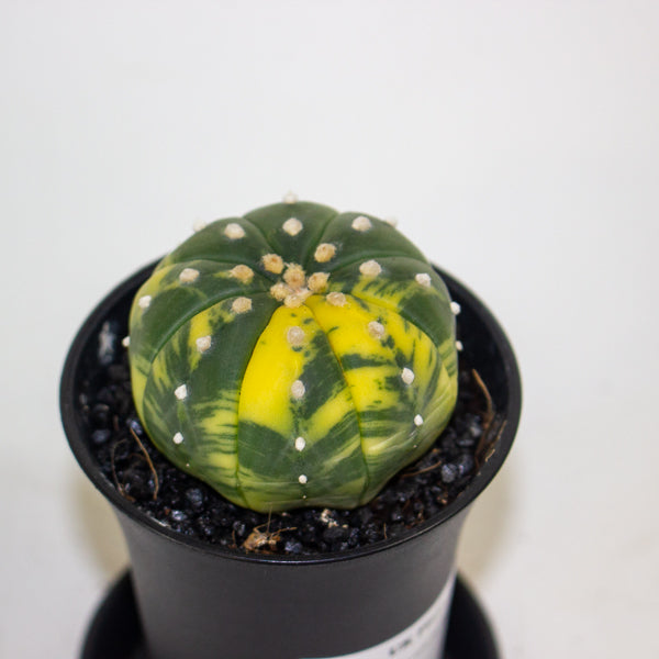 Astrophytum Asterias Variegated 7.5cm H12cm