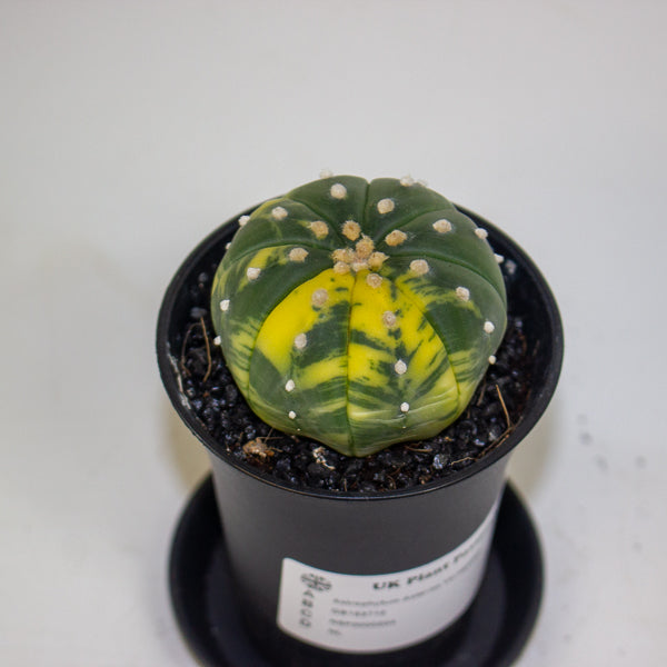 Astrophytum Asterias Variegated 7.5cm H12cm