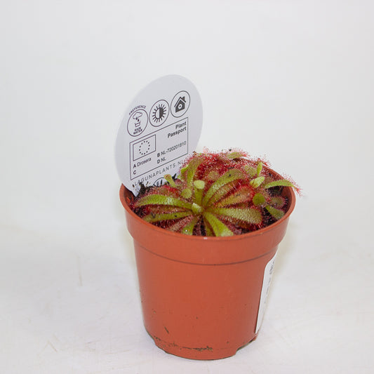 Drosera Aliciae 5.5cm H7cm
