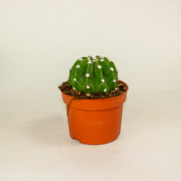 Echinopsis ancistrophora 10.5cm H15cm